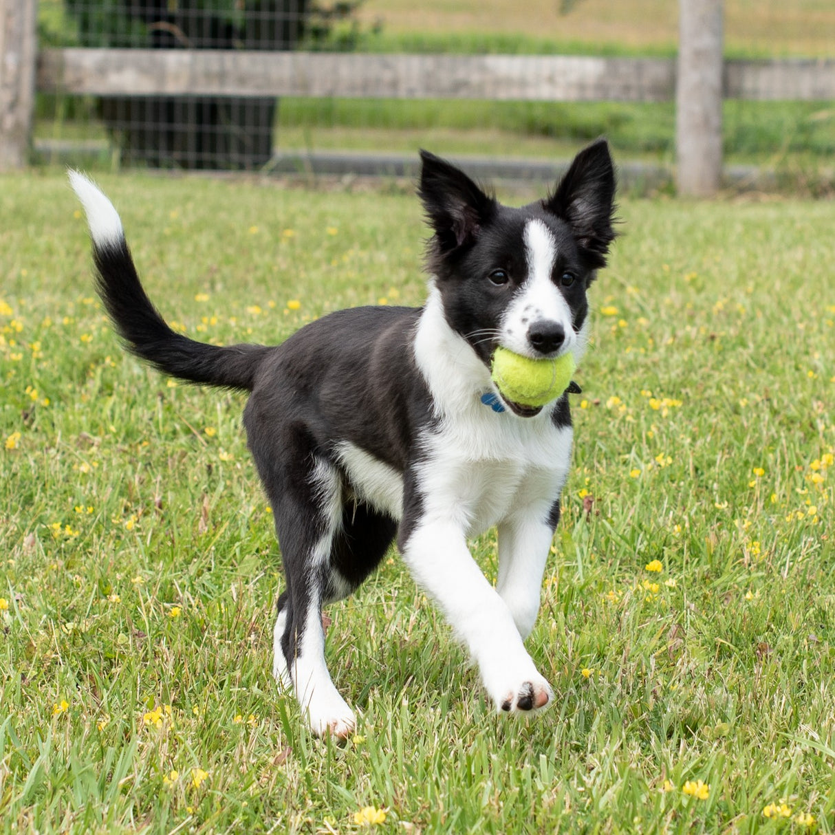 Kong Airdog SqueakAir Ball