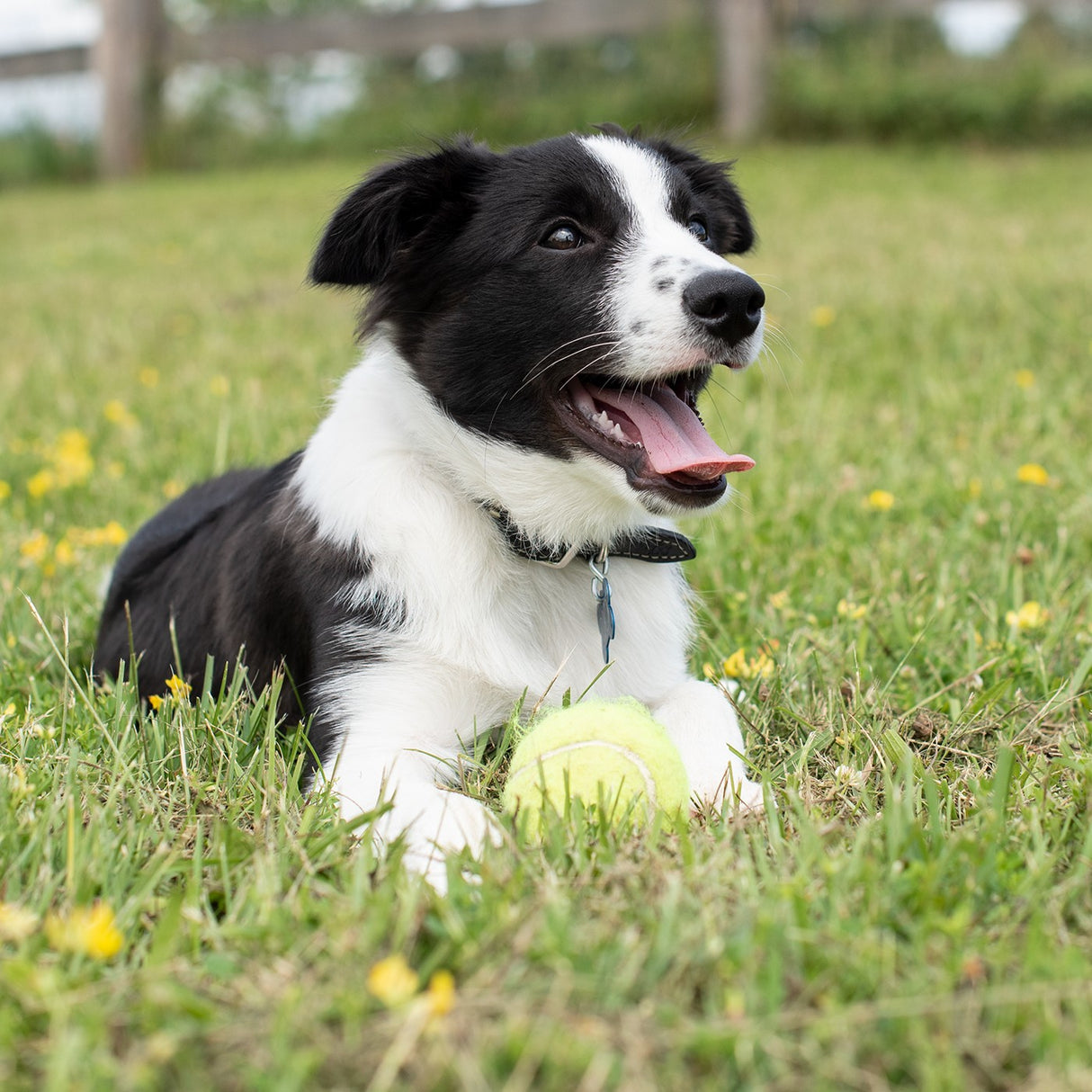 Kong Airdog SqueakAir Ball