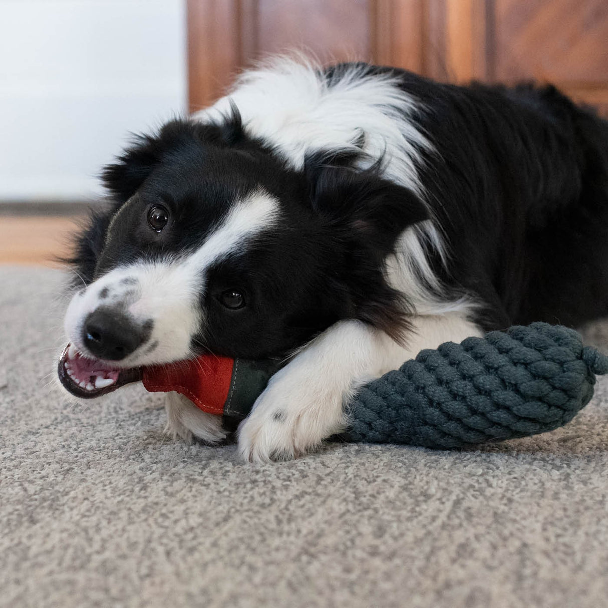 Shedrow K9 Duck Corde et bouteille d'eau pour chien