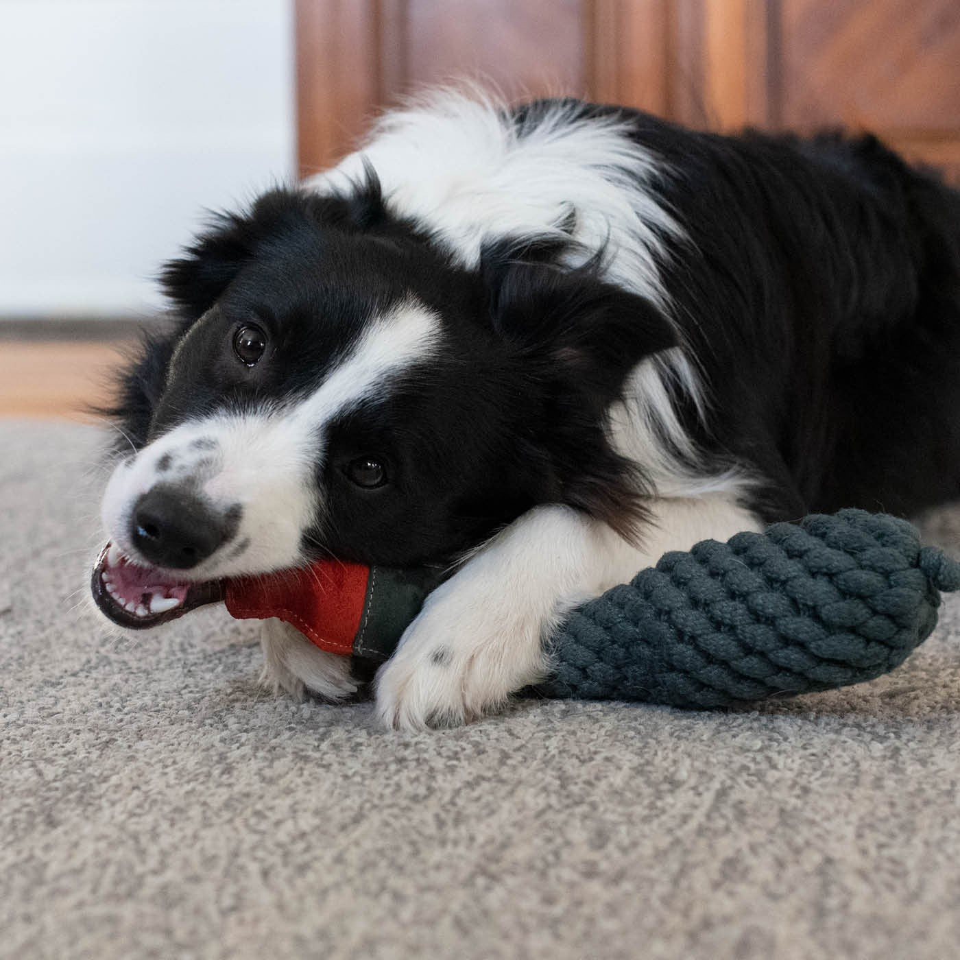 Shedrow K9 Duck Corde et bouteille d'eau pour chien