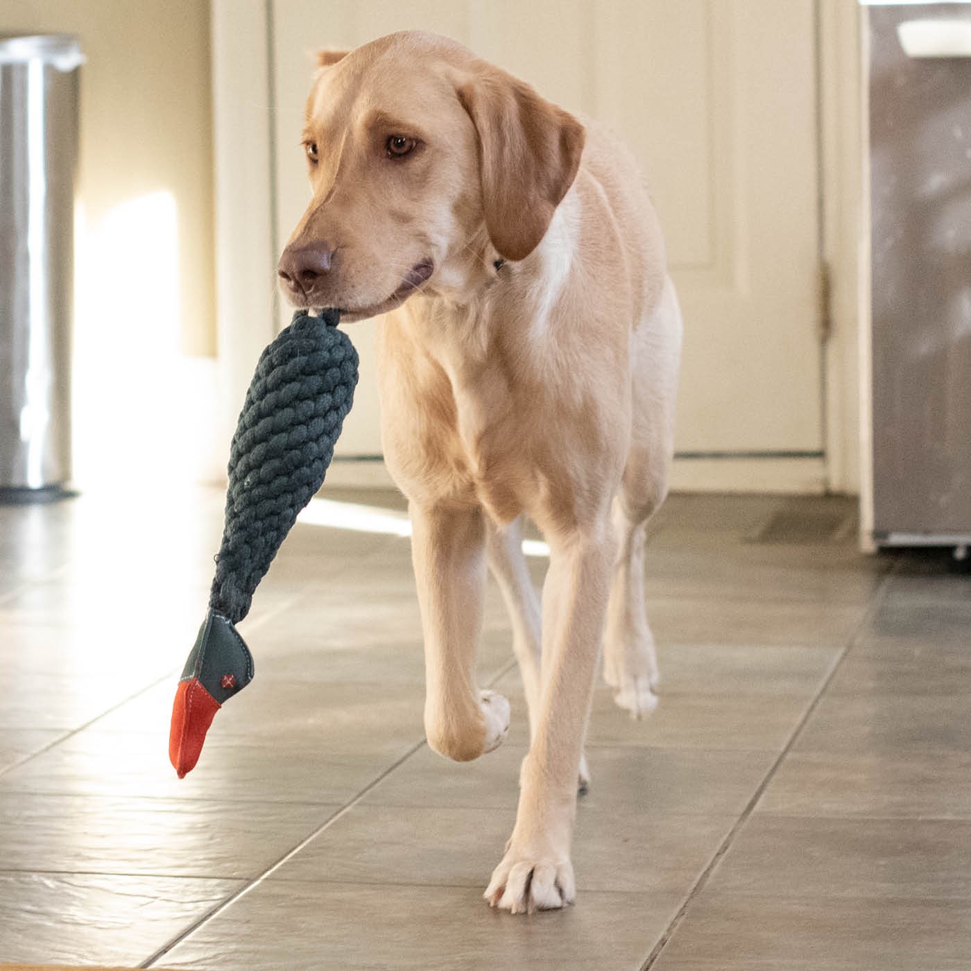 Shedrow K9 Duck Corde et bouteille d'eau pour chien