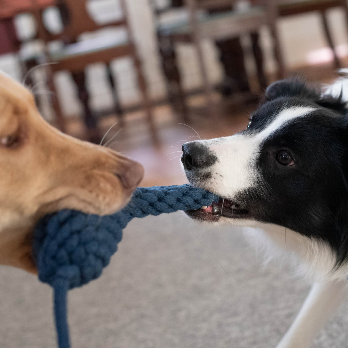 Shedrow K9 Blue Jay Jouet pour chien avec corde et bouteille d'eau