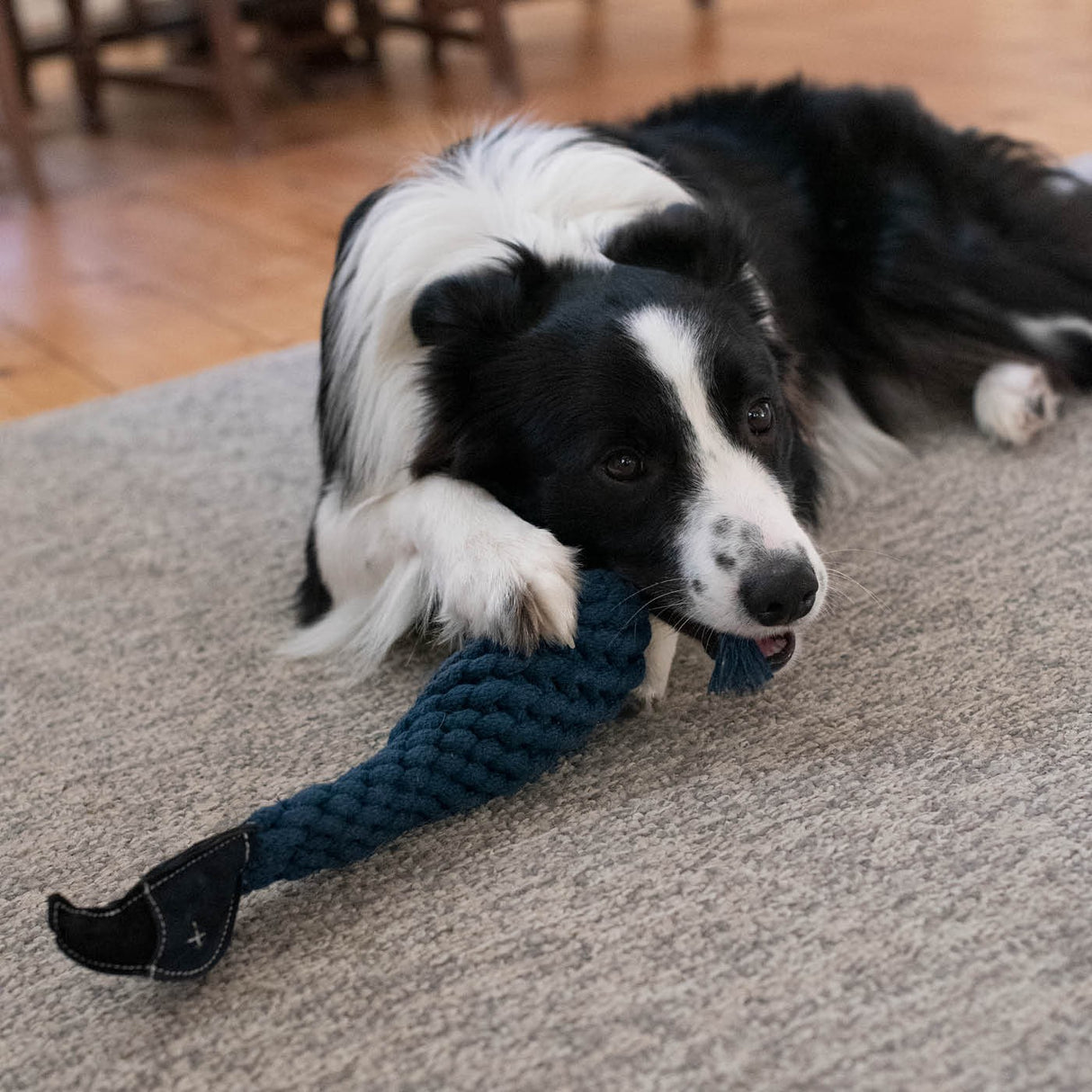 Shedrow K9 Blue Jay Jouet pour chien avec corde et bouteille d'eau