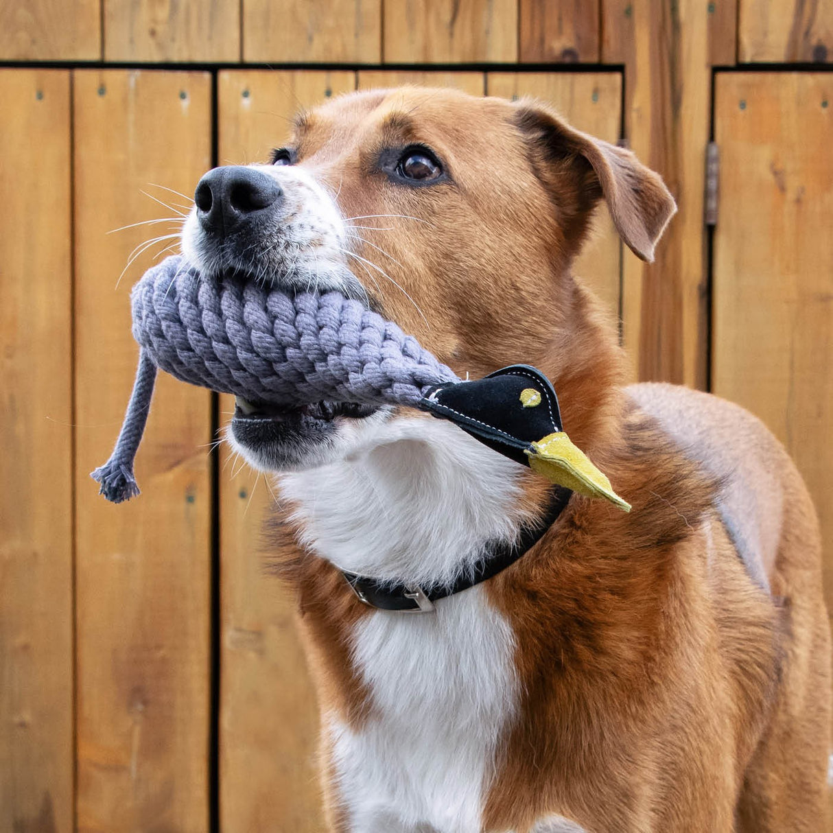 Shedrow K9 Canada Goose Jouet pour chien avec corde et bouteille d'eau