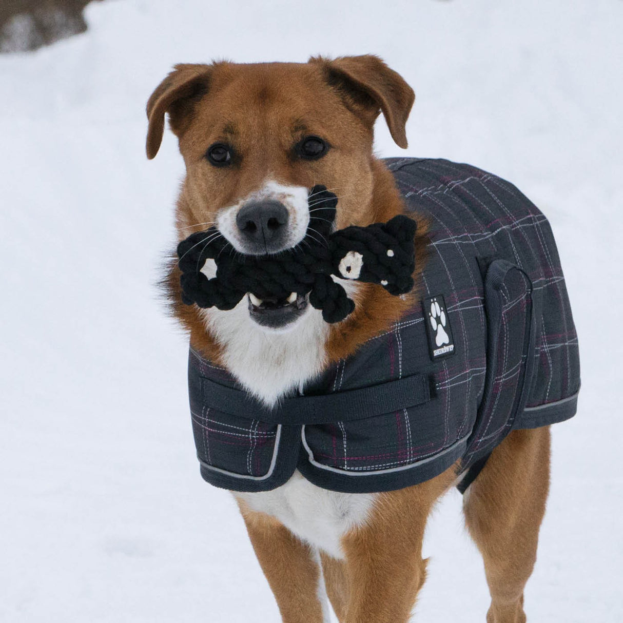 Shedrow K9 Ours en Corde Jouet pour Chien