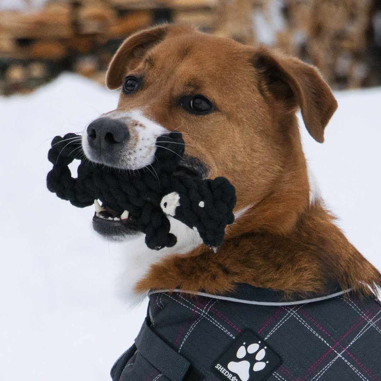Shedrow K9 Ours en Corde Jouet pour Chien