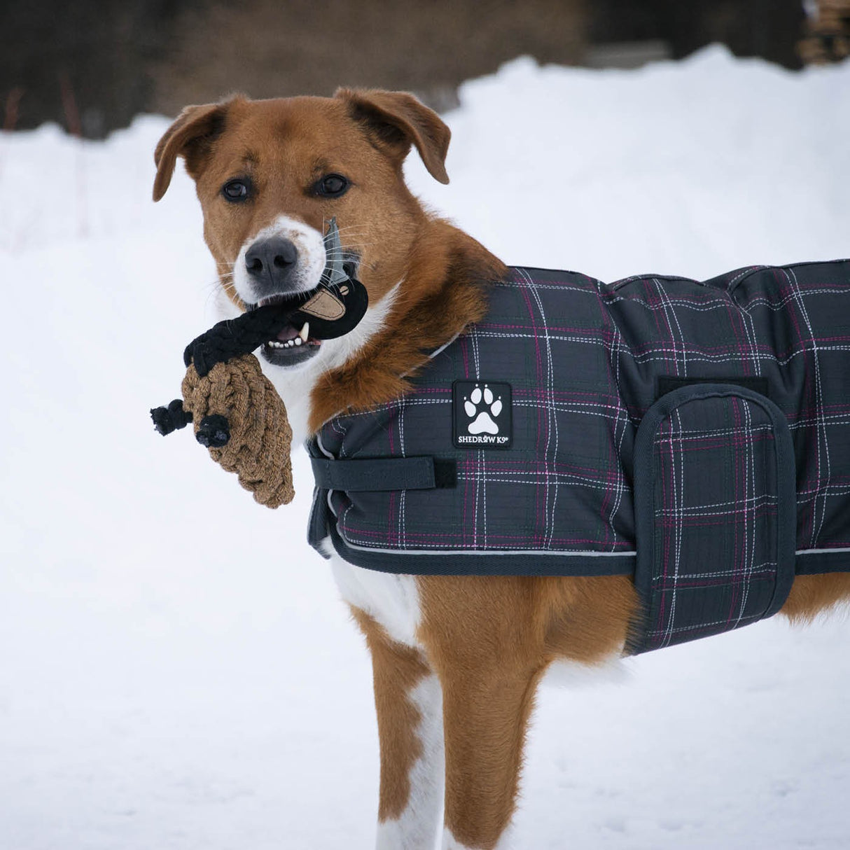 Jouet pour chien Shedrow K9 Goose Rope