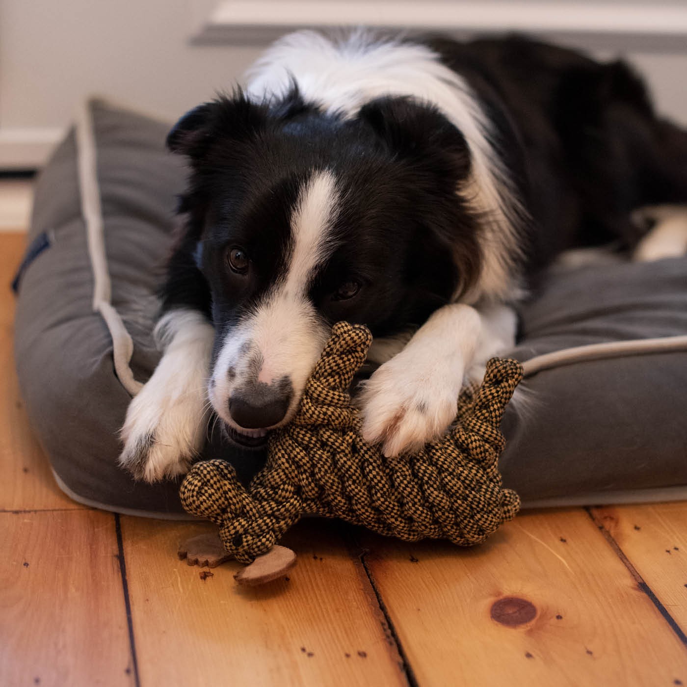 Jouet pour chien en corde Shedrow K9 Moose