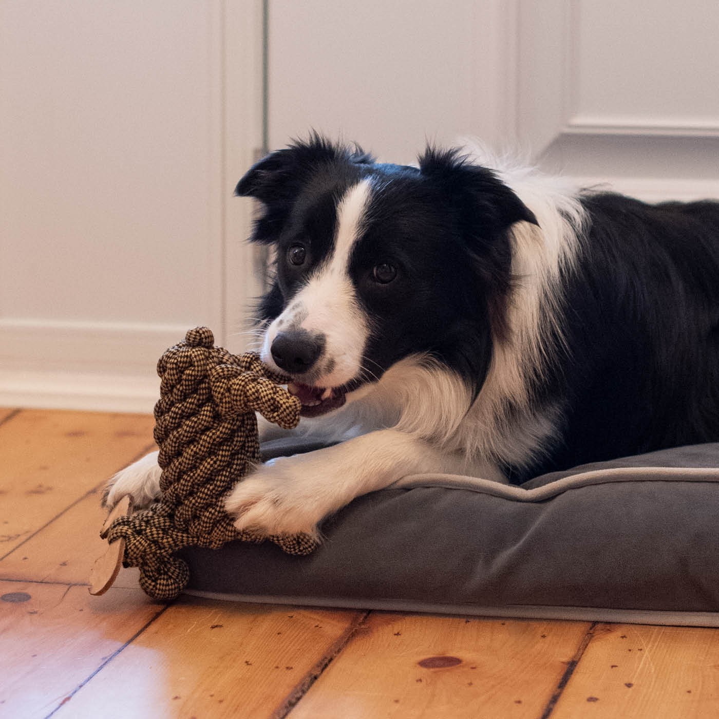 Jouet pour chien en corde Shedrow K9 Moose