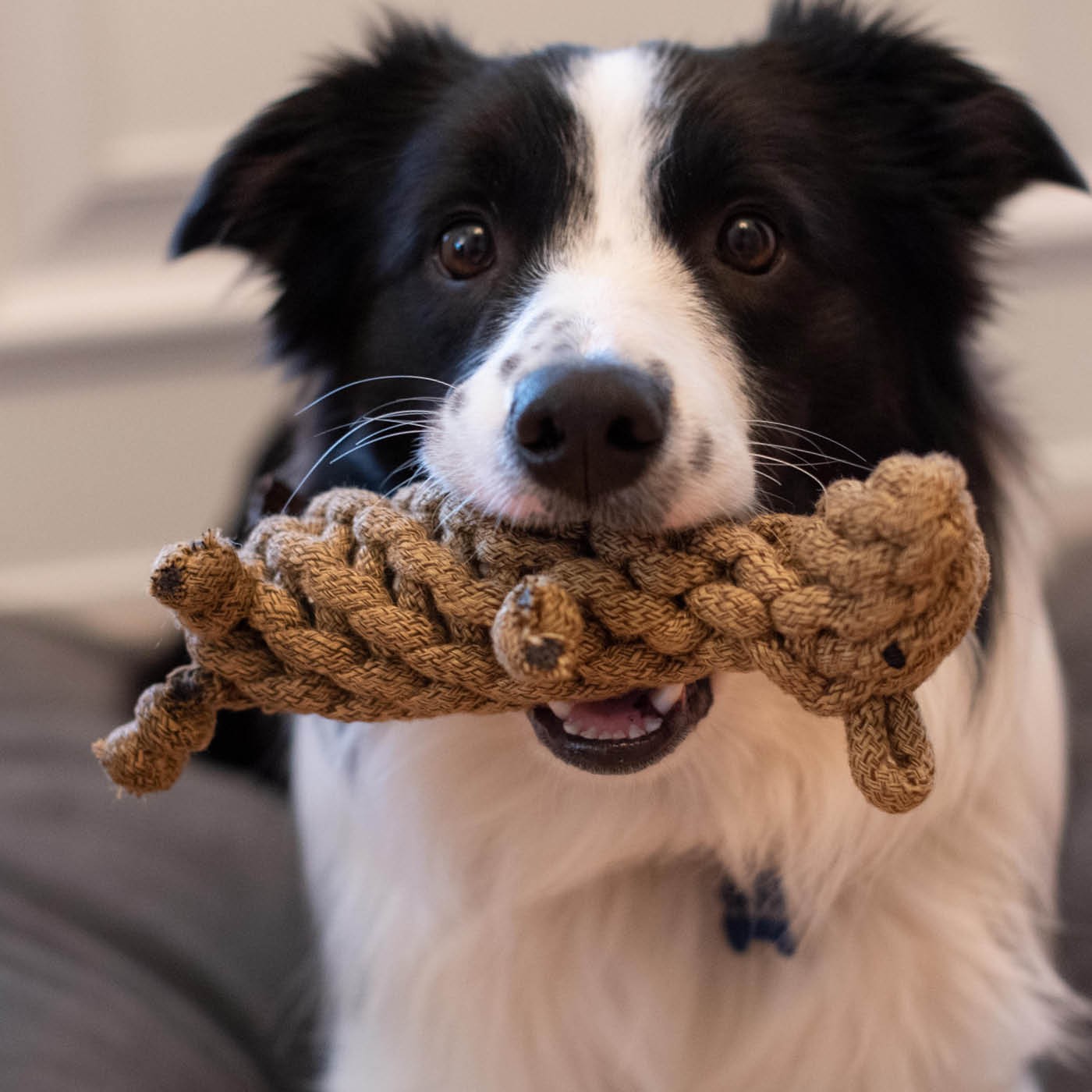 Jouet pour chien en corde Shedrow K9 Castor