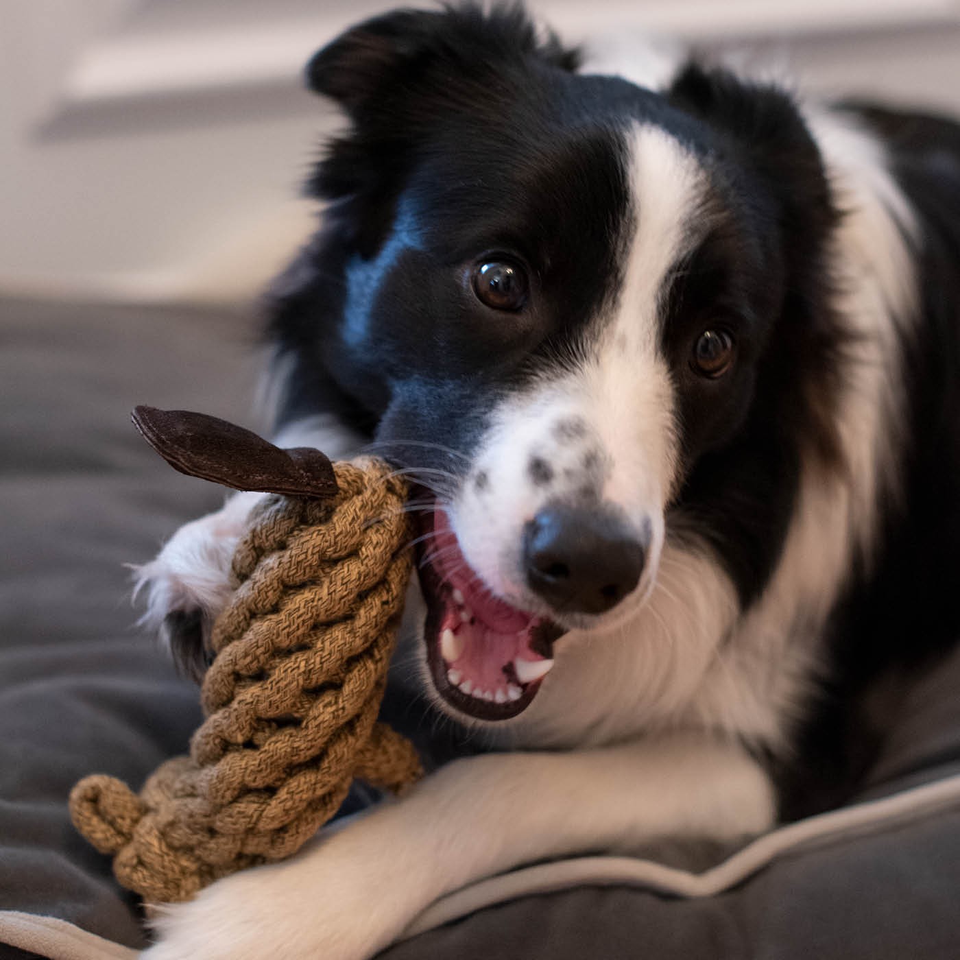 Jouet pour chien en corde Shedrow K9 Castor