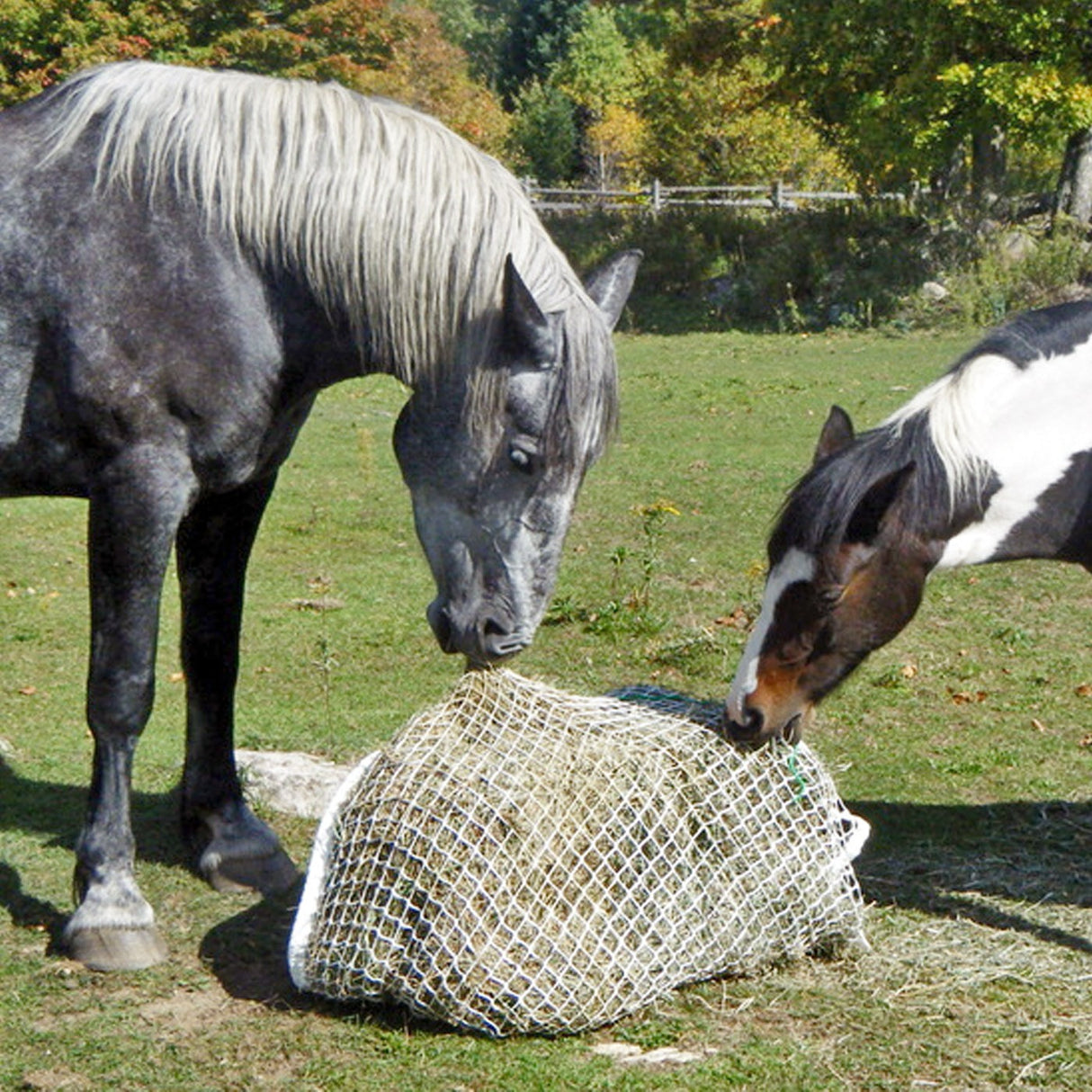 Mini compagnon de balle lente