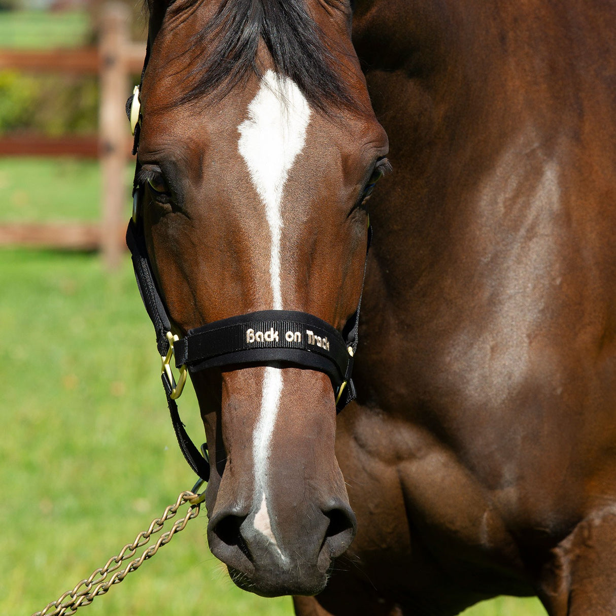 Back on Track Licol Werano