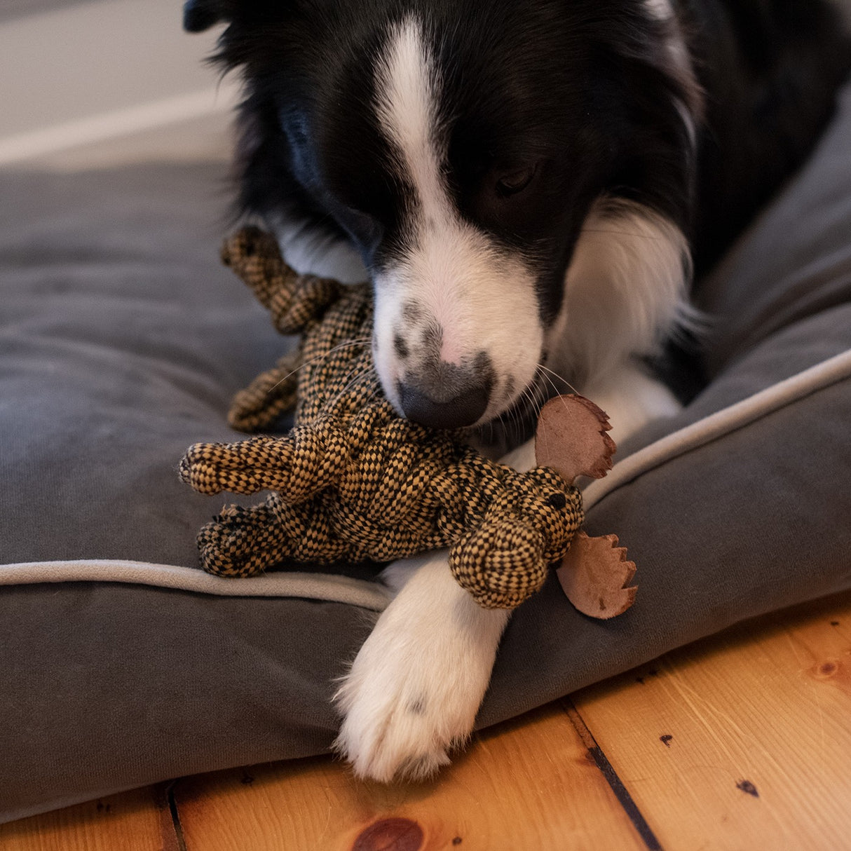Jouet pour chien en corde Shedrow K9 Moose