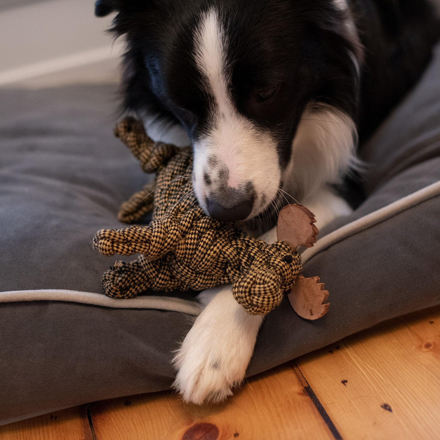 Jouet pour chien en corde Shedrow K9 Moose