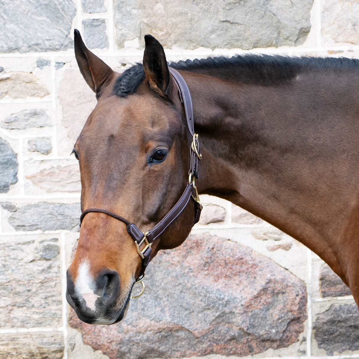 Val du Bois Training Vegan Leather Halter