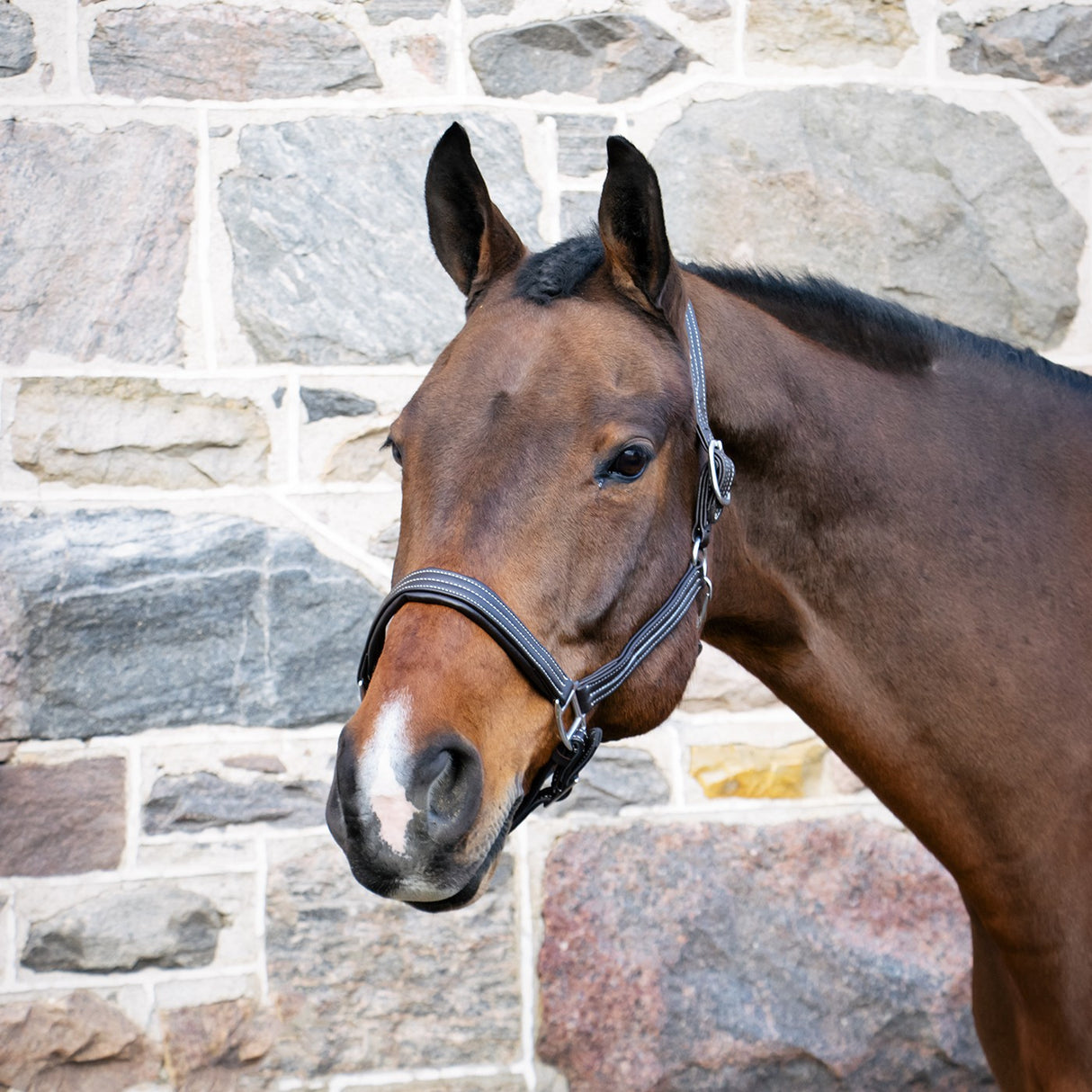 Val du Bois Synthetic Leather Halter