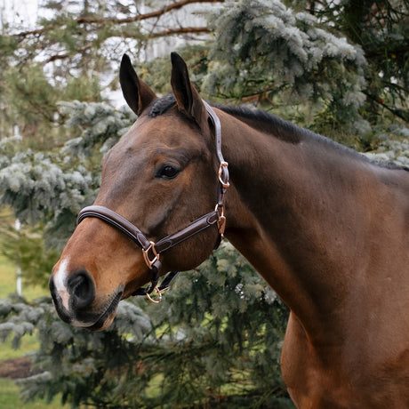 Val du Bois Rose Gold Raised Leather Halter