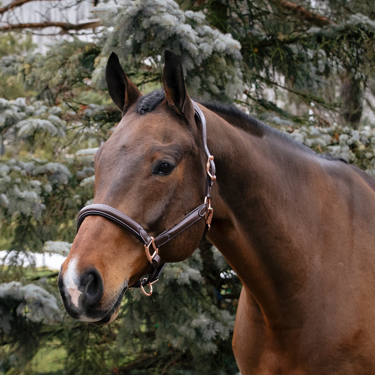 Val du Bois Rose Gold Raised Leather Halter