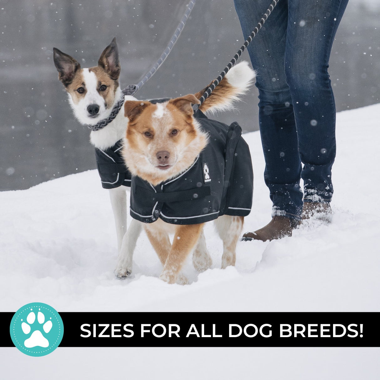 Shedrow K9 Harbour 2.0 Rain Coat