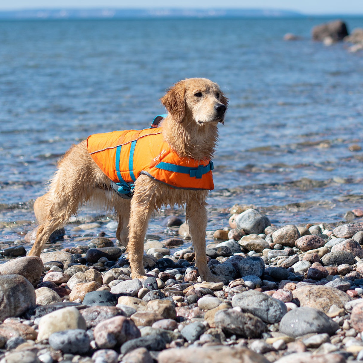 Gilet de sauvetage pour animaux de compagnie RC