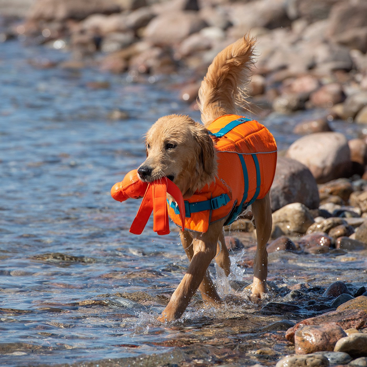 Gilet de sauvetage pour animaux de compagnie RC