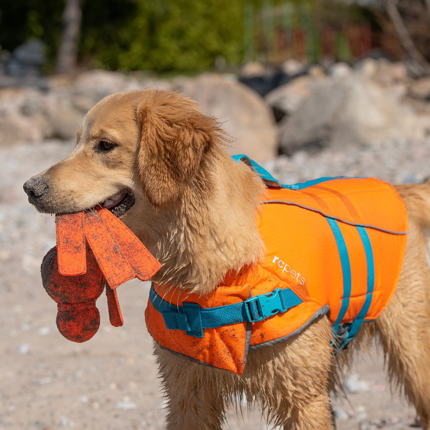 Gilet de sauvetage pour animaux de compagnie RC