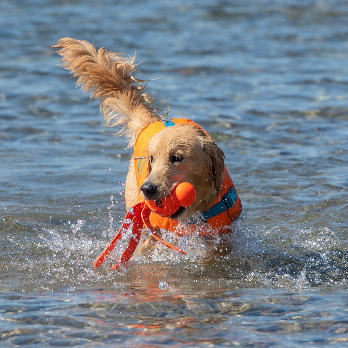 RC Pet Tidal Life Vest