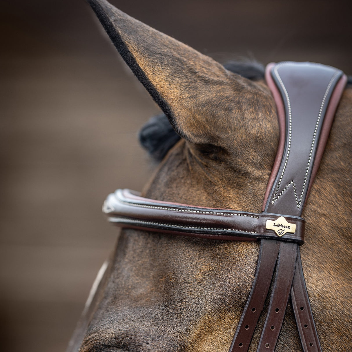 Bridon LeMieux Kudos Competition Flash