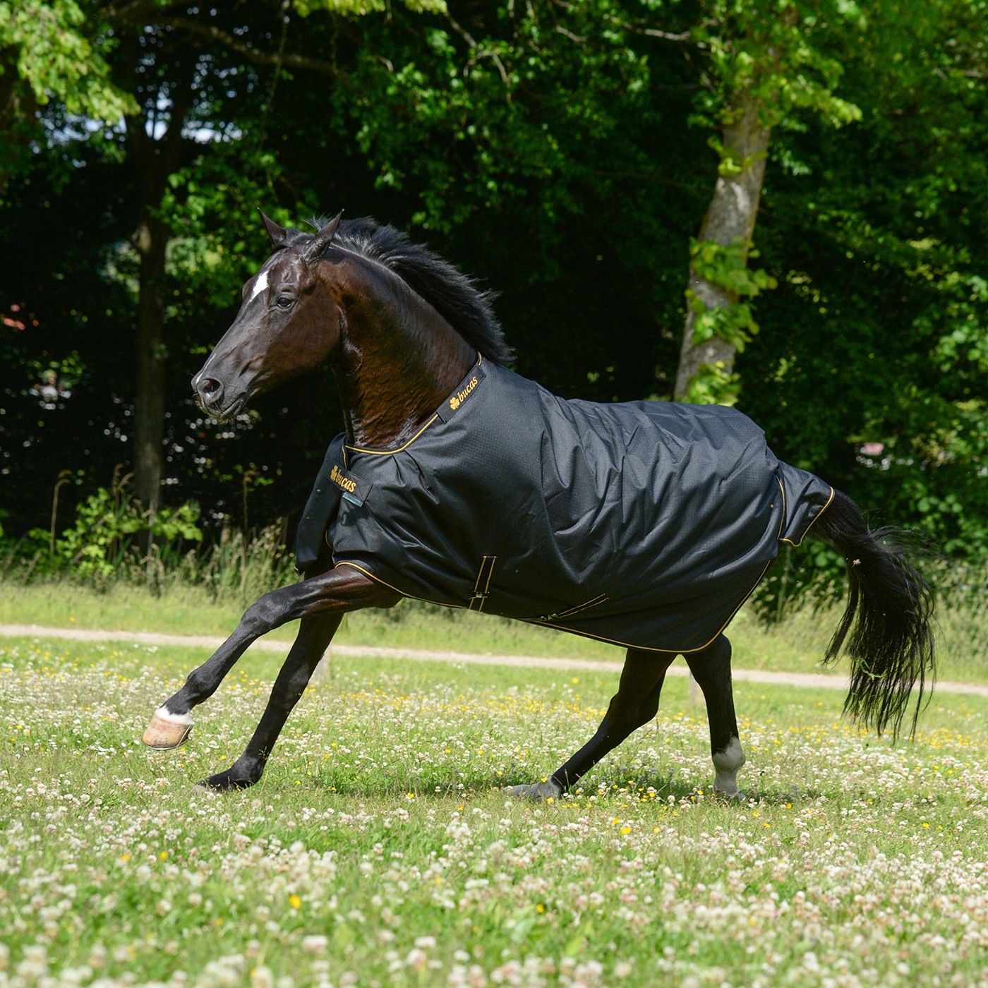 Couverture légère de sortie irlandaise Bucas 50 g