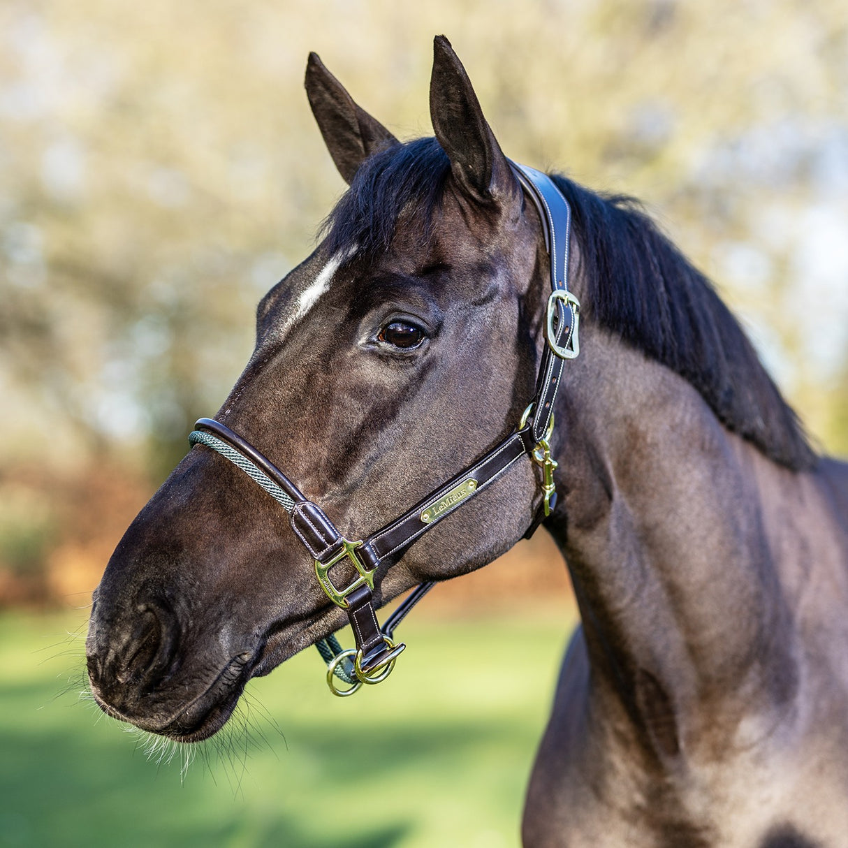 Licol de contrôle de corde LeMieux