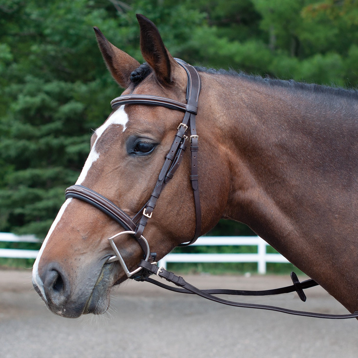 Mondega Marocchino Hunter Bridle