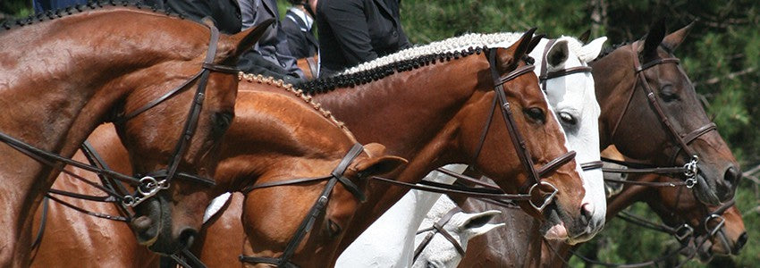 Gants d'hiver Range Rider de Watson - Hommes – Greenhawk Equestrian Sport