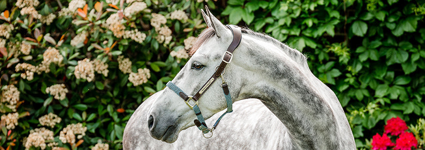 Breakaway Halters