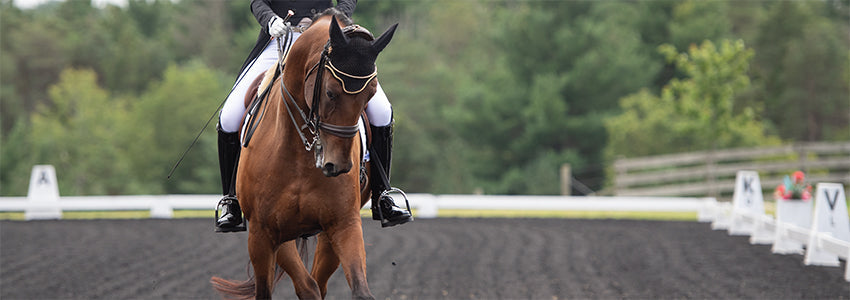 Dressage Equipment