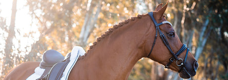 Flexible Fit Equestrian