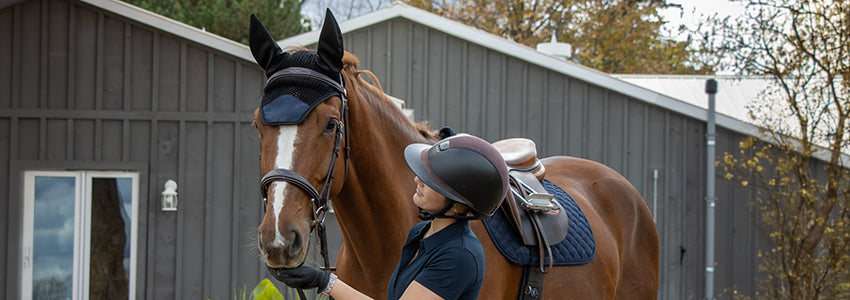 Shedrow Stable Series - For Your Horse!