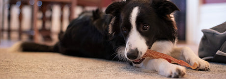 Open Range Pet Treats