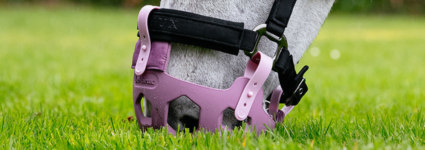 Support For The Metabolic Horse
