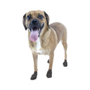Bottes pour chien Pawz