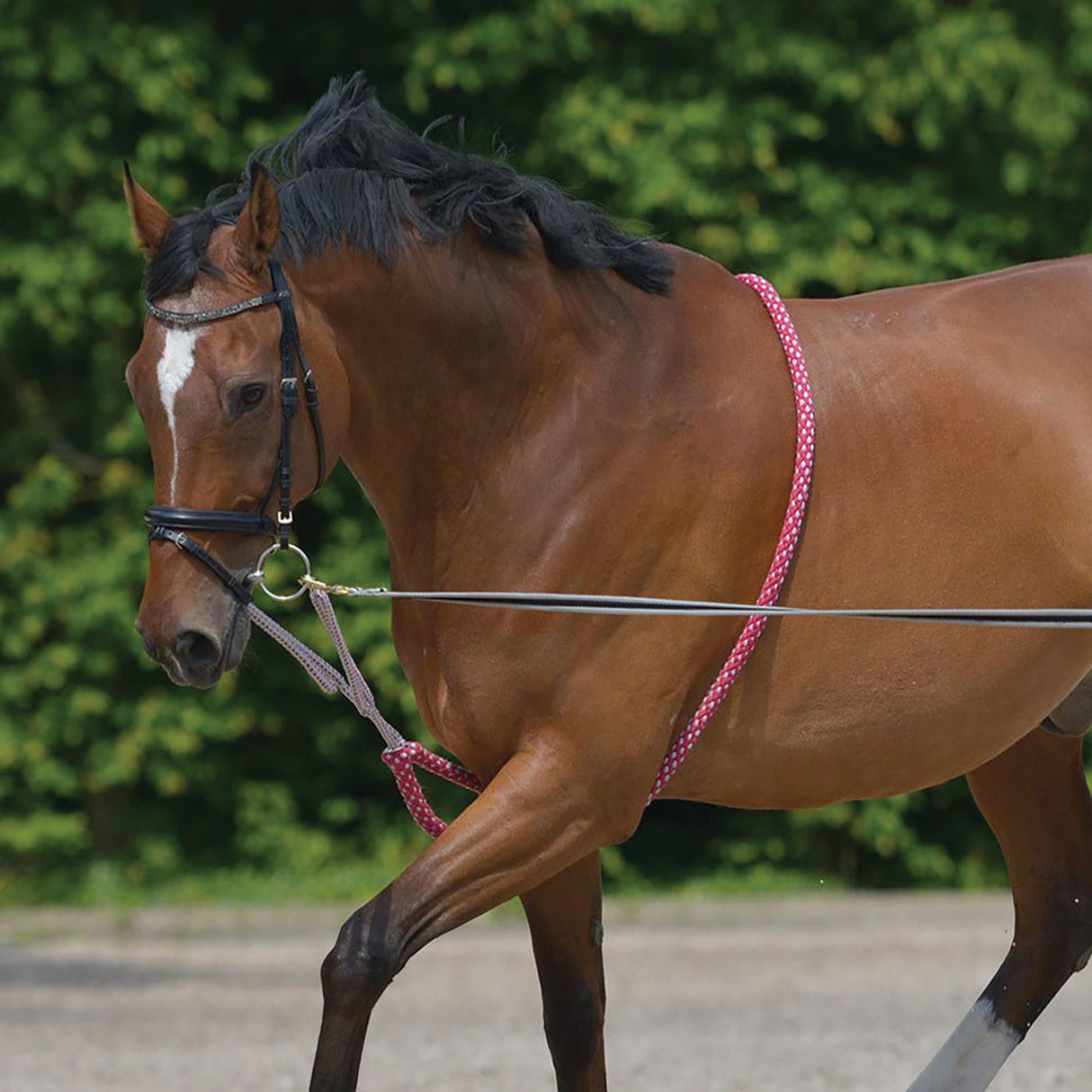 Waldhausen Lunging Aid