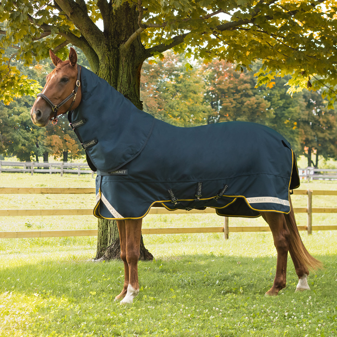 Summit Nova Turnout Blanket 250 g W/ 150 g Hood – Greenhawk