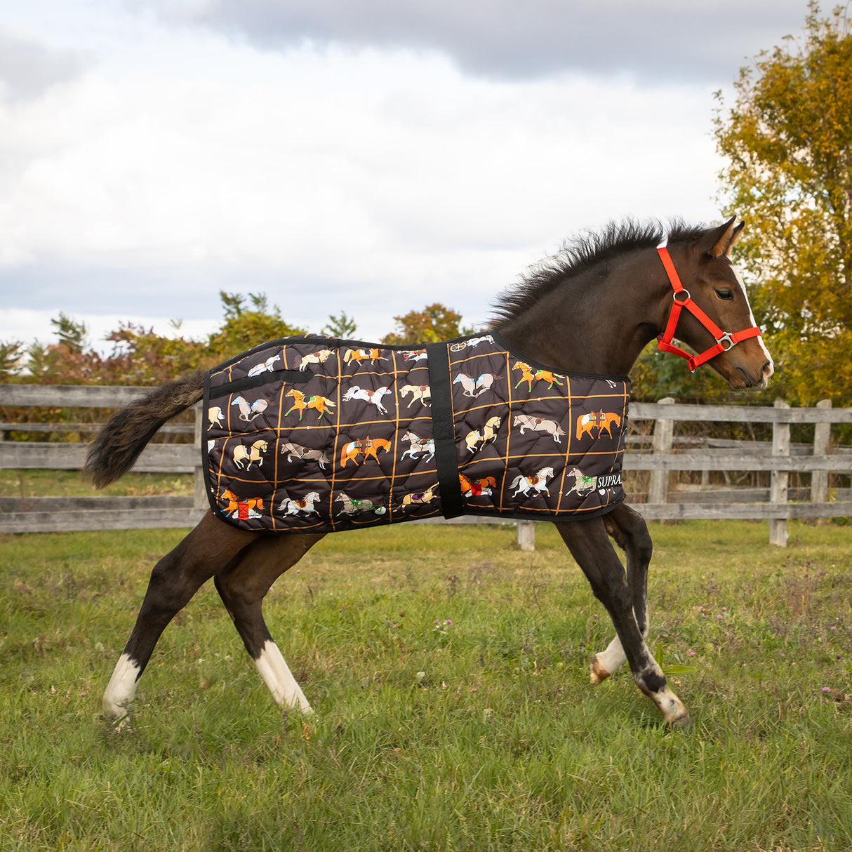 Supra Foal Blanket 300 g