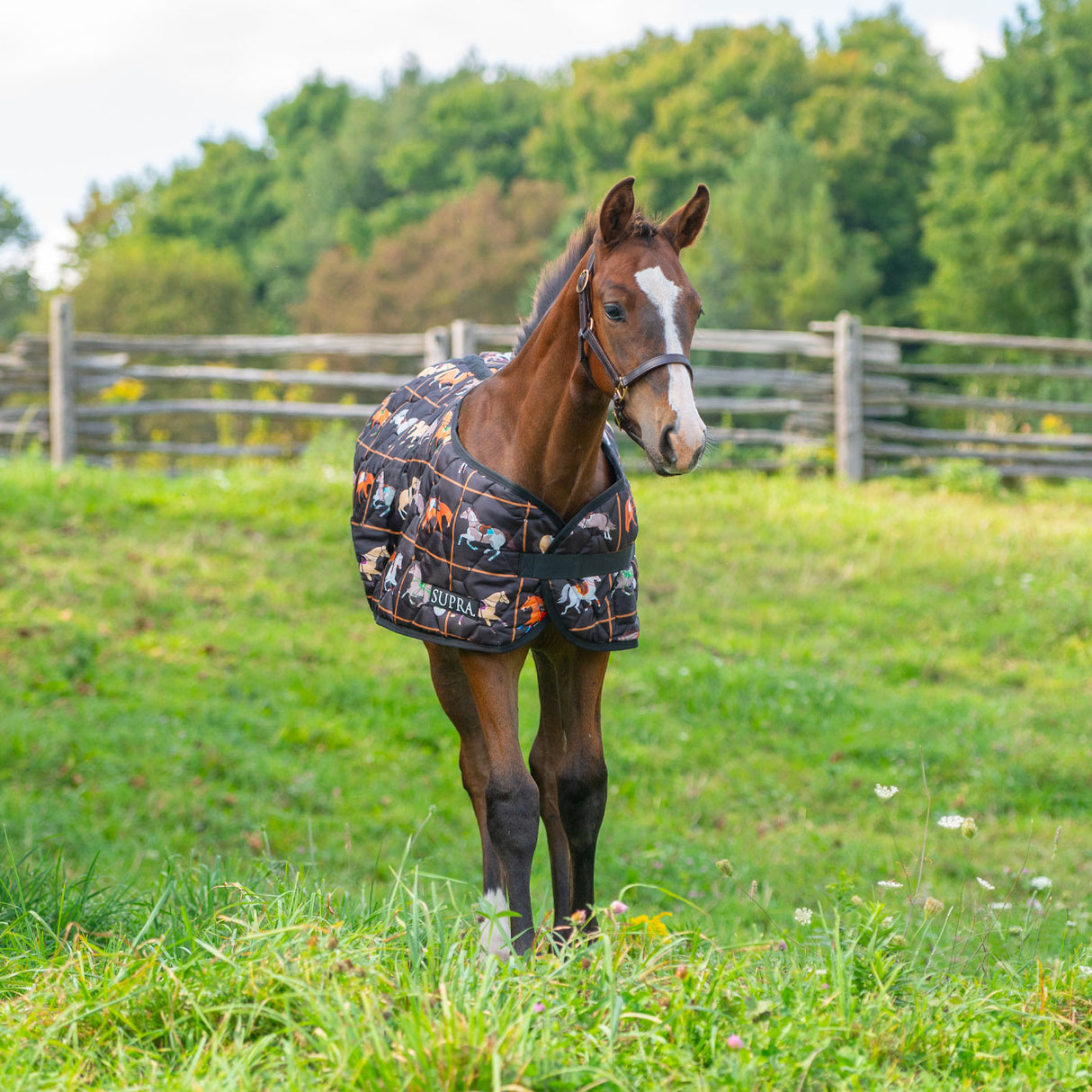Supra Foal Blanket 300 g