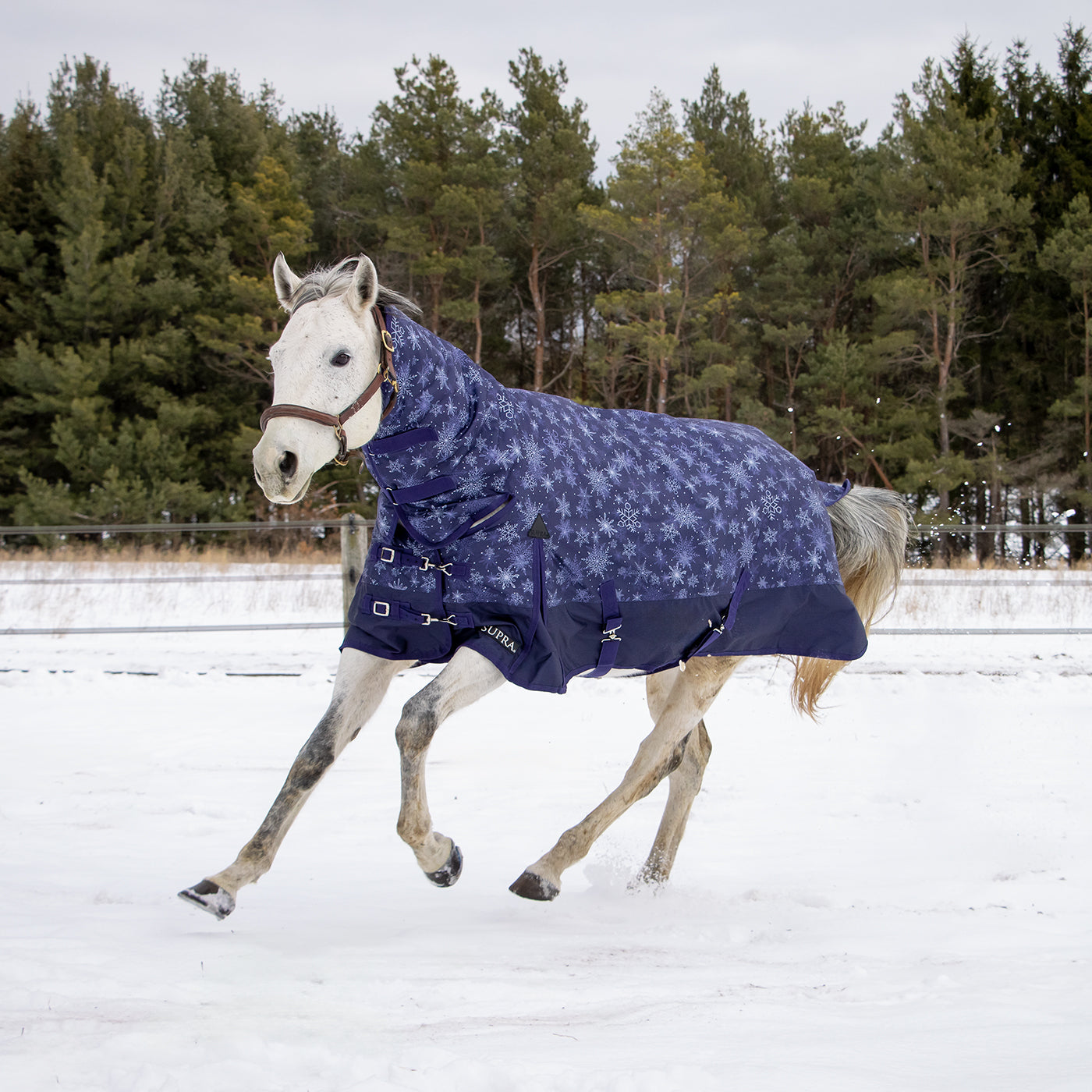 Supra Full Neck Turnout Blanket 300 g – Greenhawk Equestrian Sport