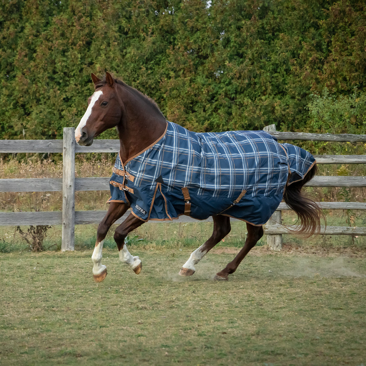 Supra Horse Measuring Stick – Greenhawk Equestrian Sport