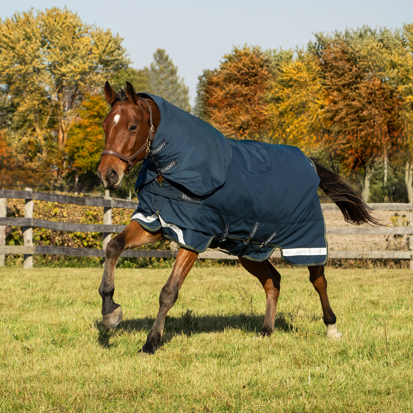 Summit Nova Turnout Blanket 100 g W/ Hood – Greenhawk Equestrian Sport