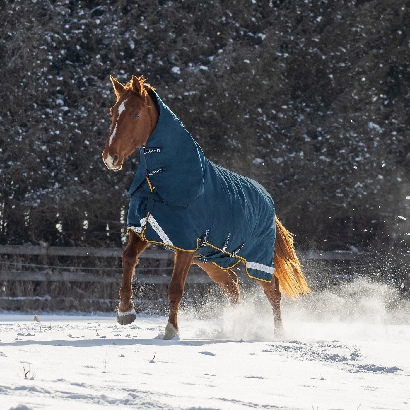 Summit Nova Turnout Blanket 250 g W/ 150 g Hood – Greenhawk