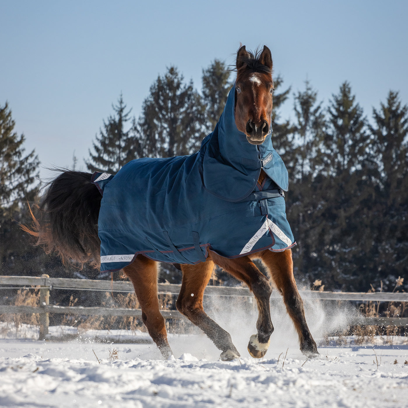 Summit Nova Turnout Blanket 400 g W/ 150 g Hood – Greenhawk