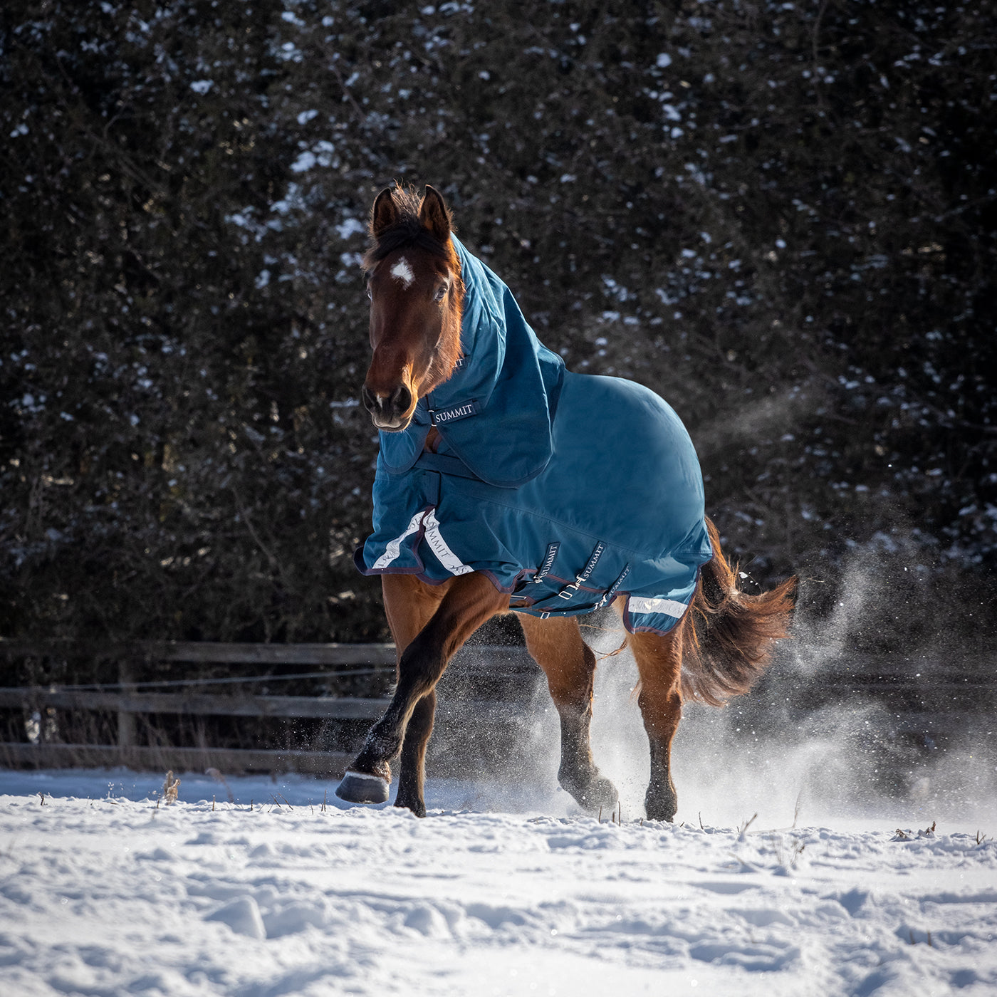 Summit Nova Turnout Blanket 400 g W/ 150 g Hood – Greenhawk